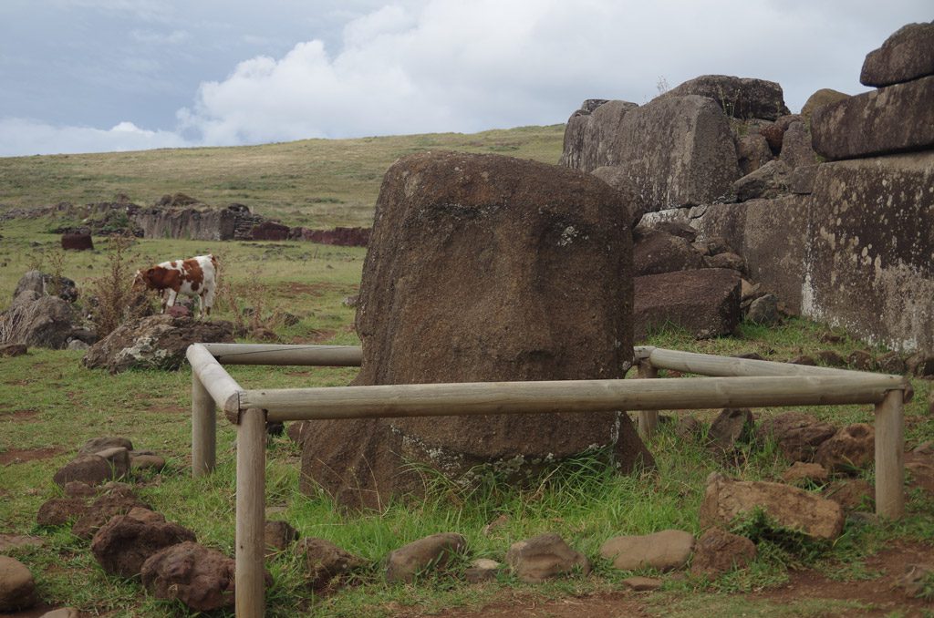 moai_head_cow_backround.jpg